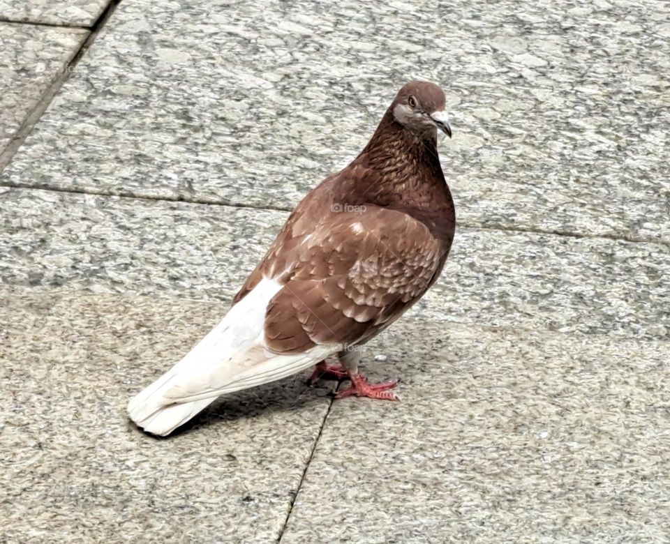 Pigeon