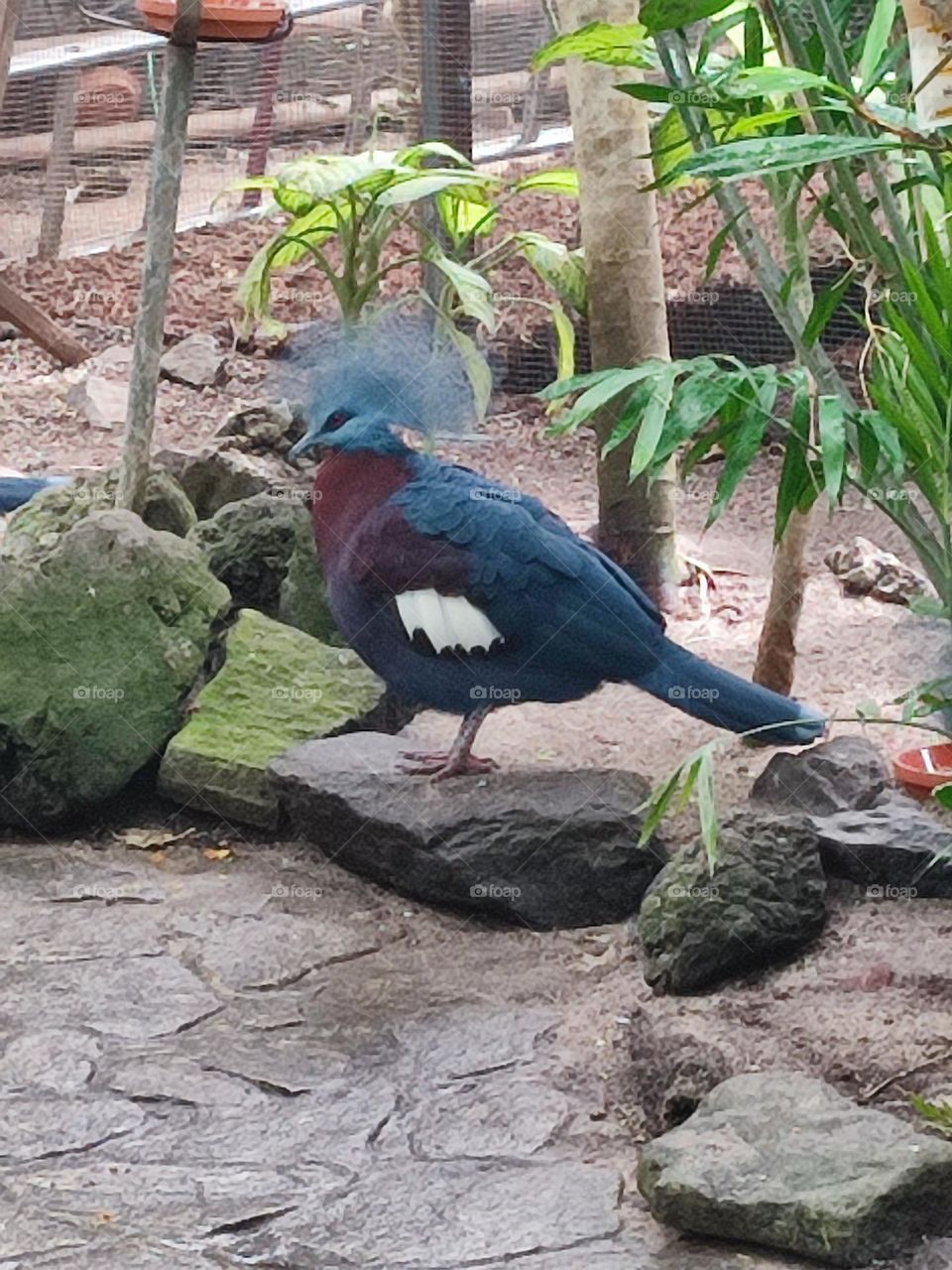 oiseau , bleu , plumes , magnifique , zoo