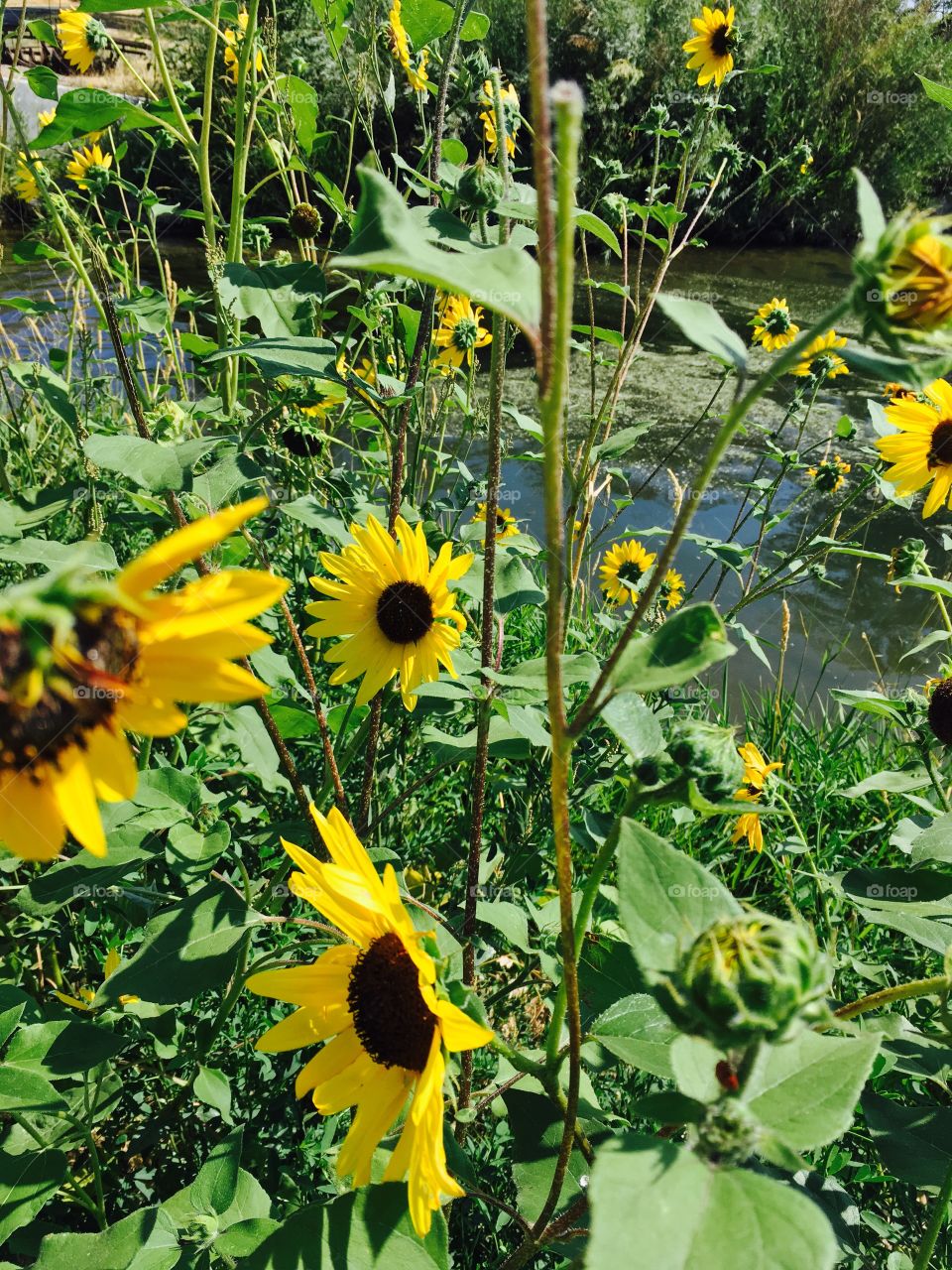 Sunflowers by the river.