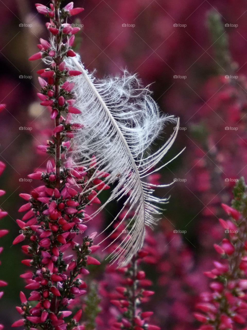 Feather