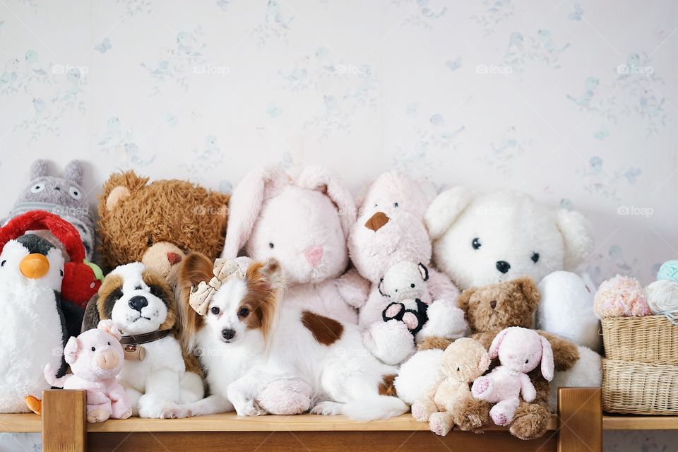 Cute dog. A cute dog is lying among the stuffed animal plush dolls. Soft focus on the dog's eye. Dog is pure breed Continental Toy Spaniel Papillon.