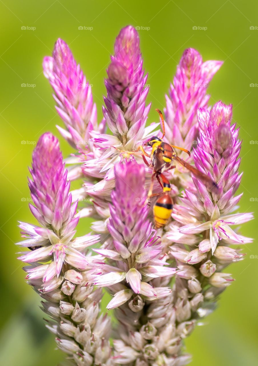a bee sitting in a flower
1/6000 f2.8 iso 800