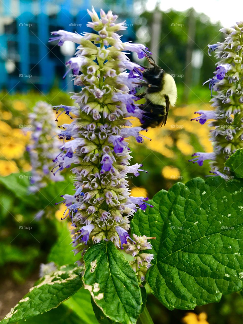 Hungry bumblebee 