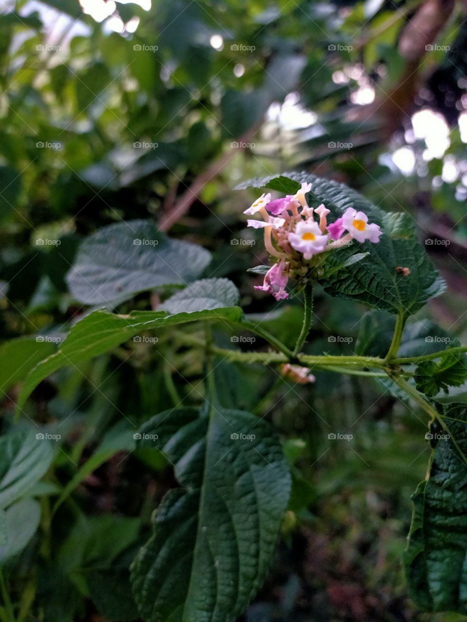 beautiful wild plant with pink and white colour flowers.