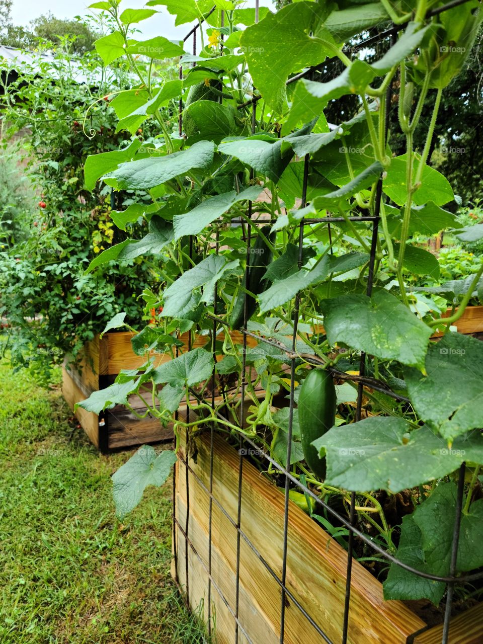vegetable garden beds in summer