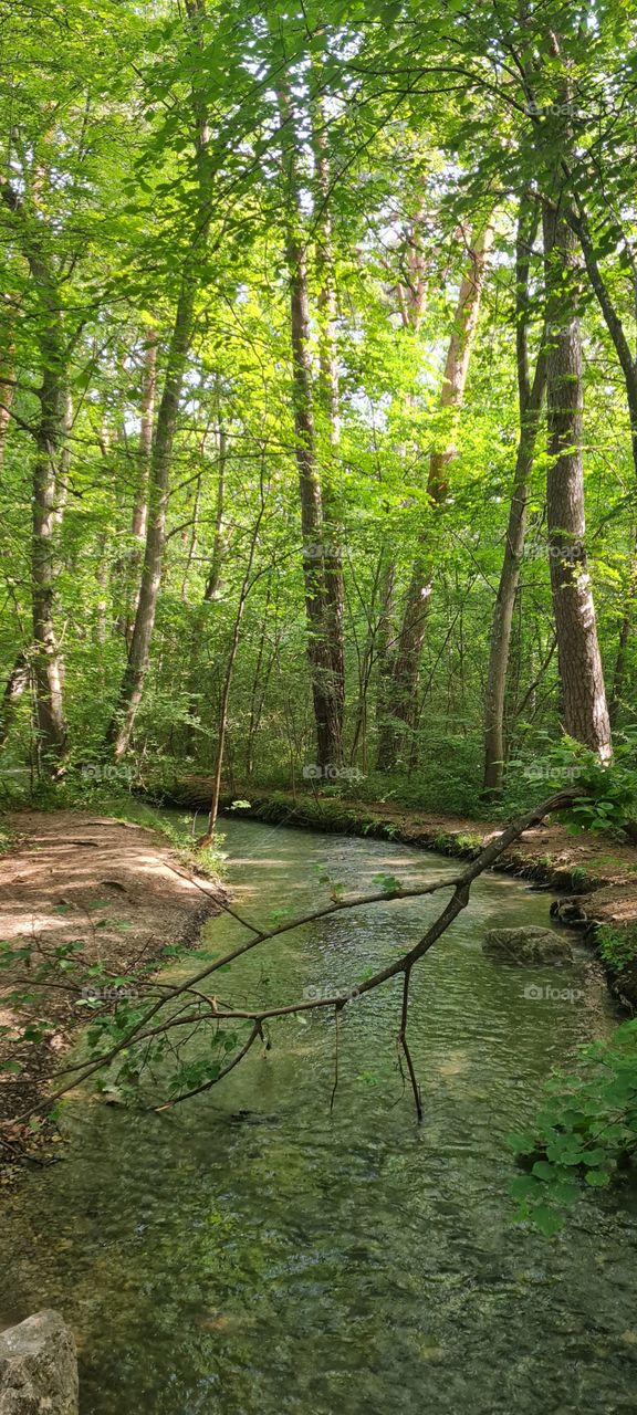 forest stream