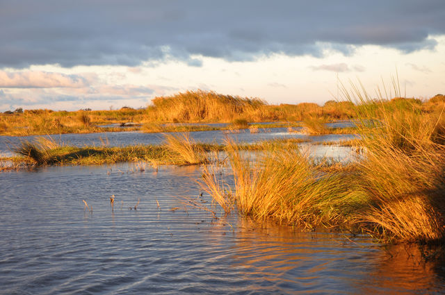 Marsh