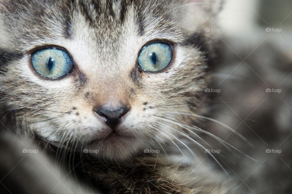 Little grey baby kitten with big blue eyes looking all surprised