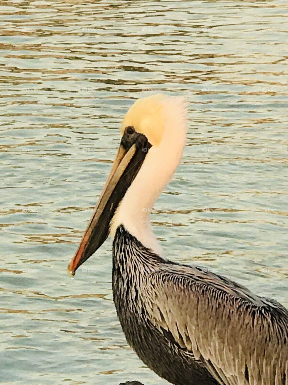 A pelican by the water