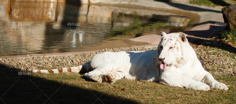 White Bengal Tiger