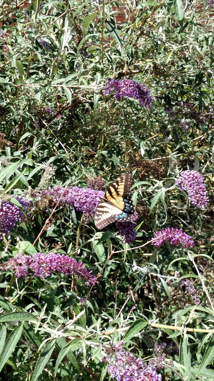 Beautiful monarch butterfly