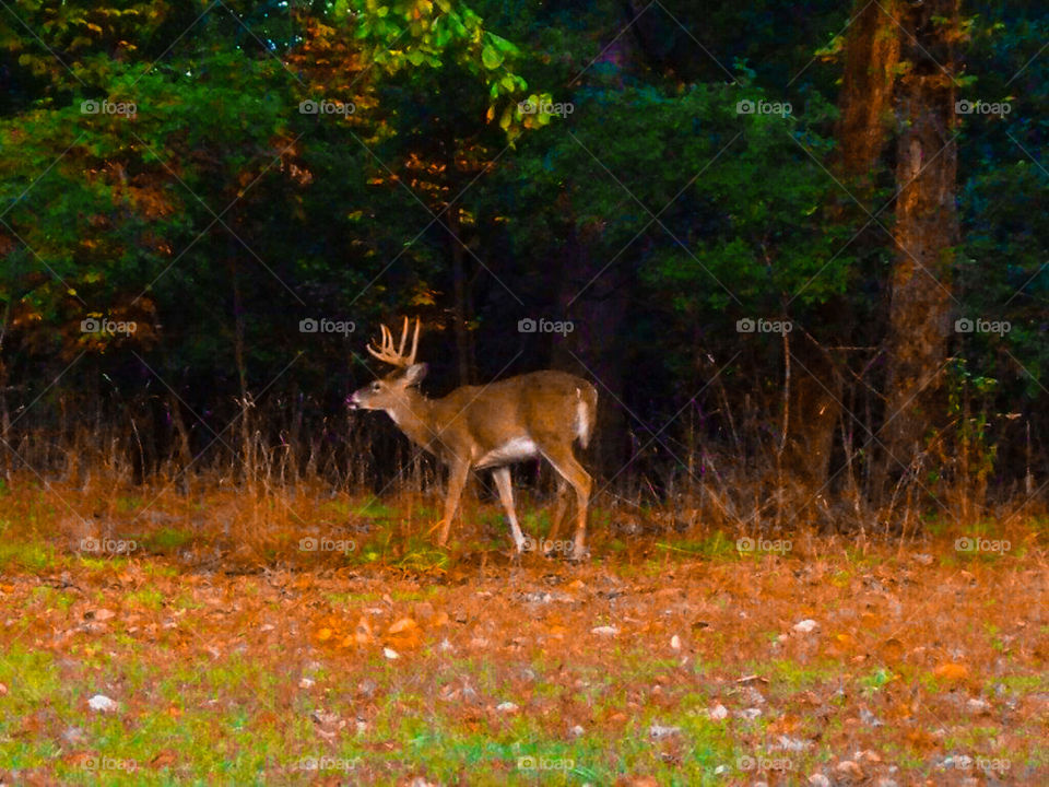 lone buck