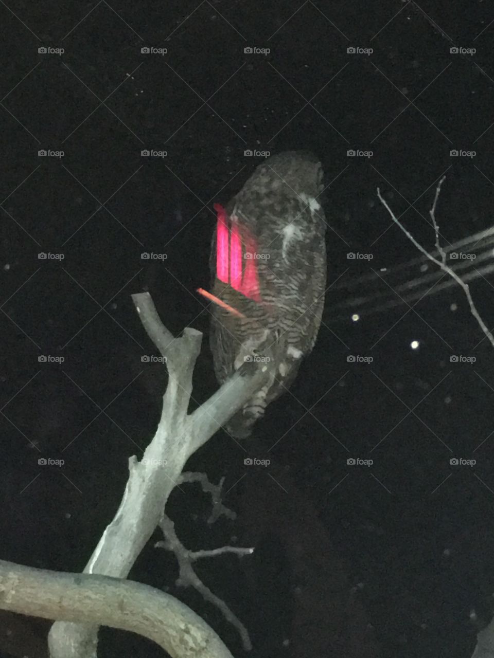 Environment, No Person, Underwater, Invertebrate, One