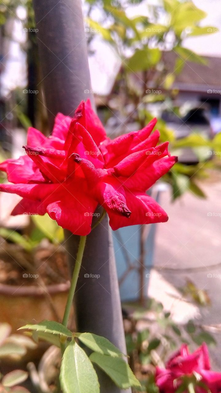 beautiful red rose