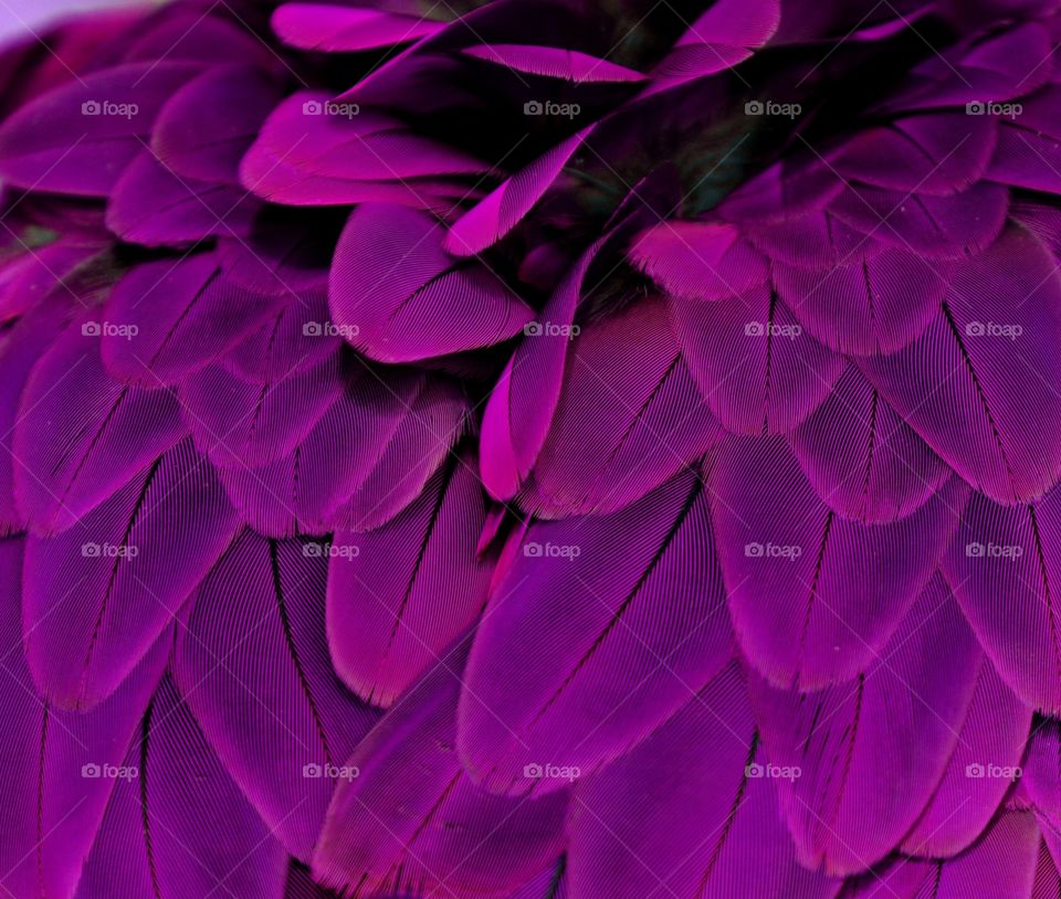 Purple Feathers 