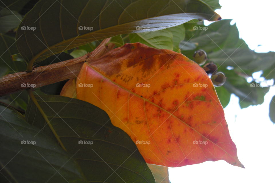 first signs of autumn