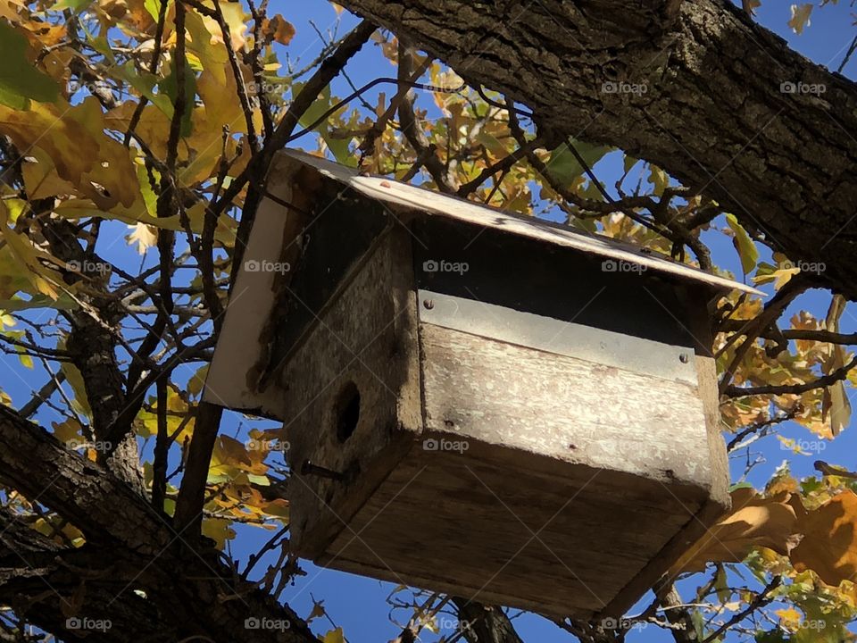 Bird home in a tree