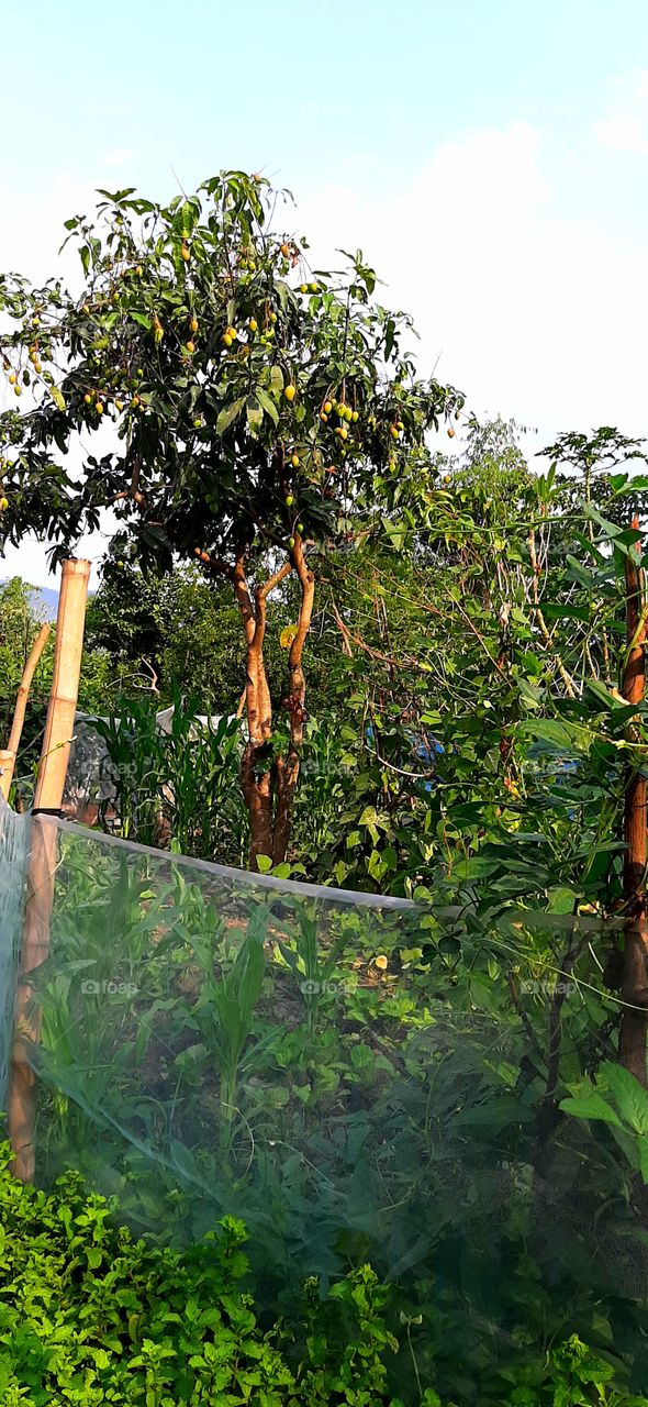 a garden that grows purina in the fore front of netting and inside are maize beans even small mango tree bearing many fruits
