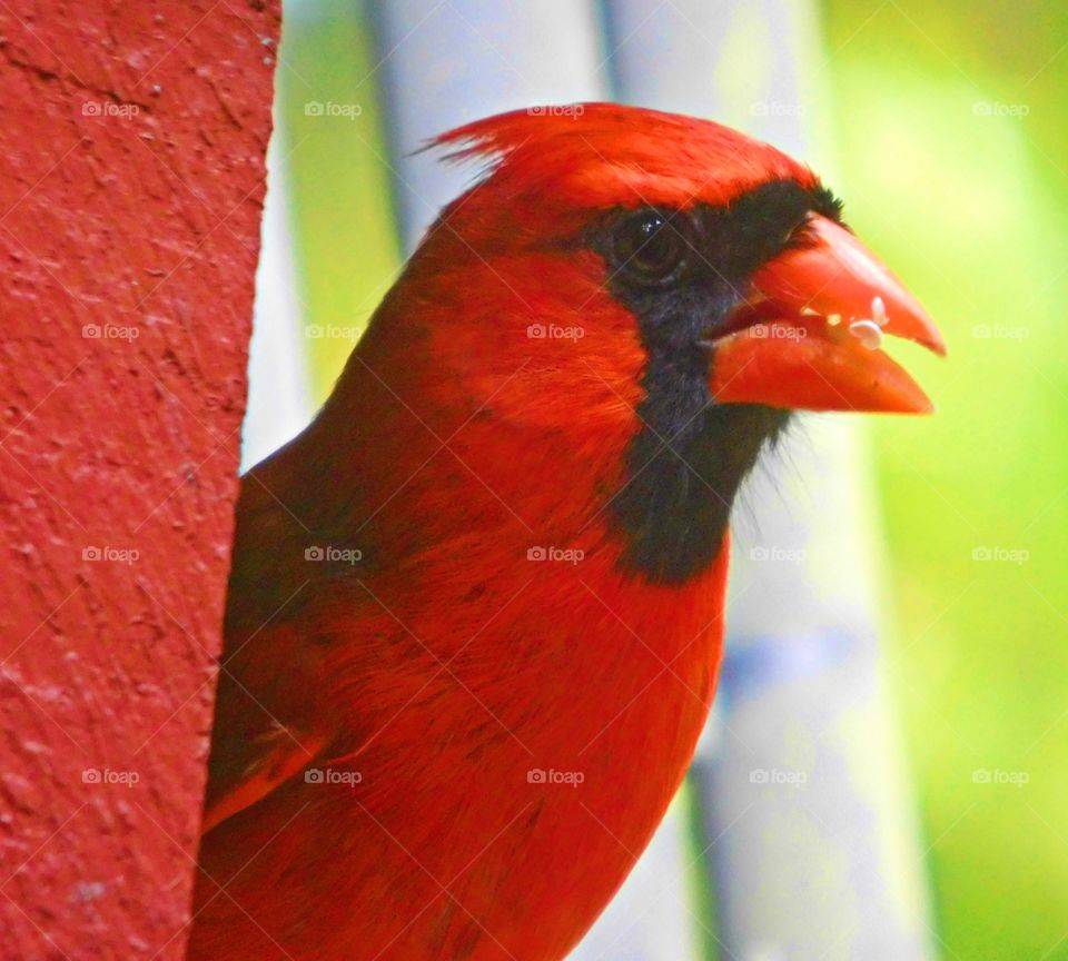 Red Cardinal eating bird seed by a red brick structure -
Certain interpretations of red differ culturally. Visually though, red is a color that commands attention. It provokes an emotional response.