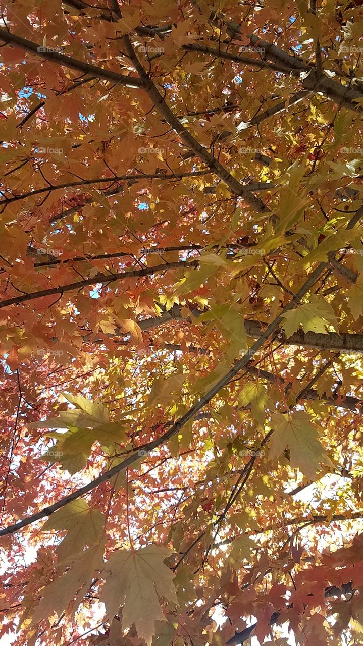 Fall afternoon colors