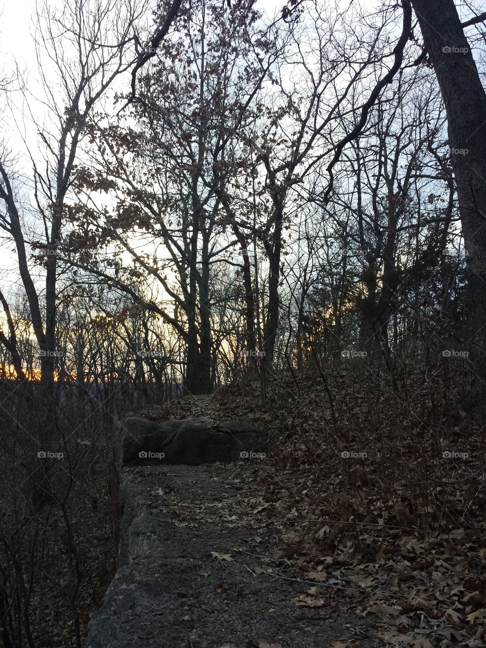 February Woodland Views