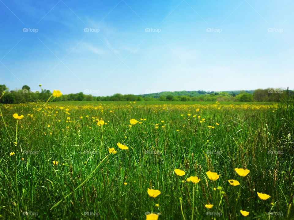 Summer fields 