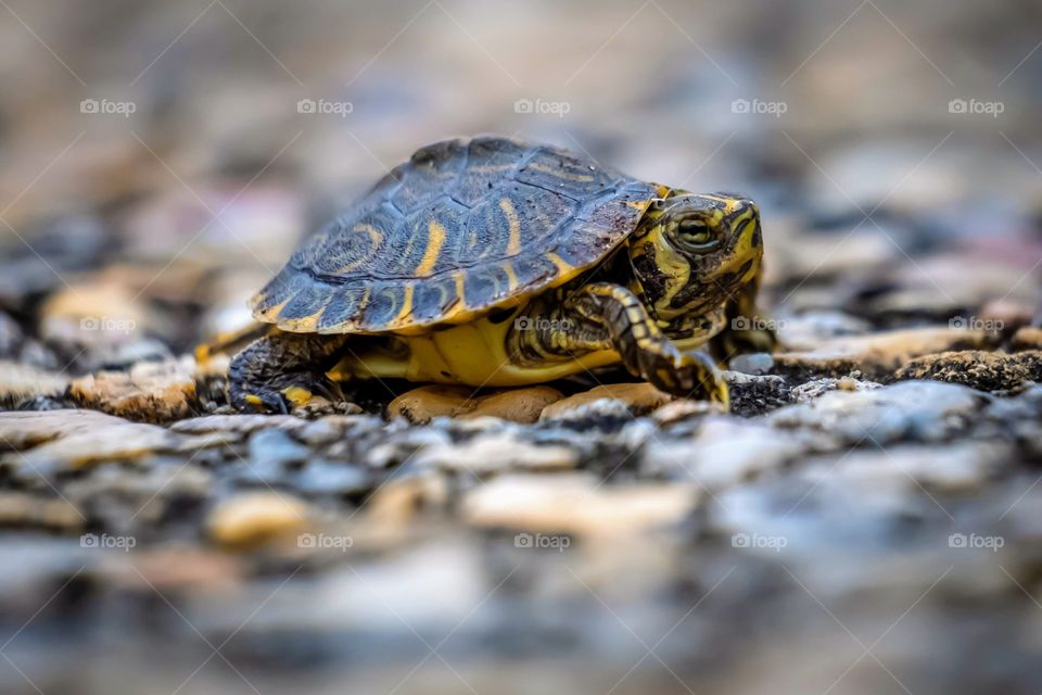 A wild tiny yellow-bellied slider trying to hurry across the pebble sidewalk. Yates Mill County Park, Raleigh, North Carolina. 
