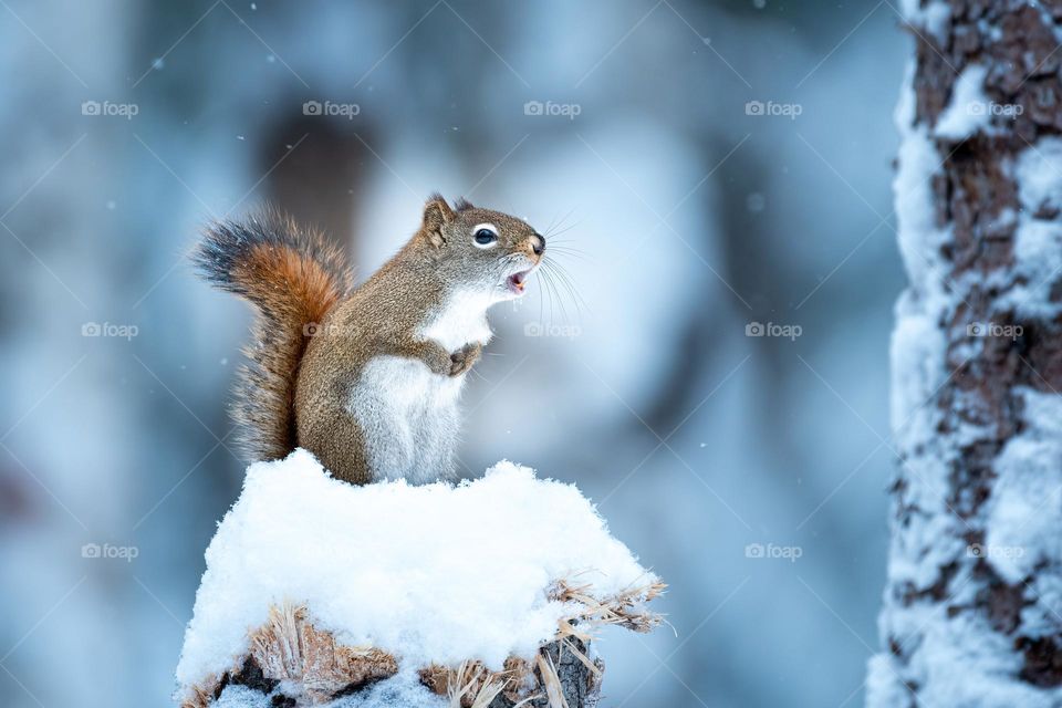 American red squirrel (Tamiasciurus hudsonicus) standing on a stump covored with snow, winter, horizontal