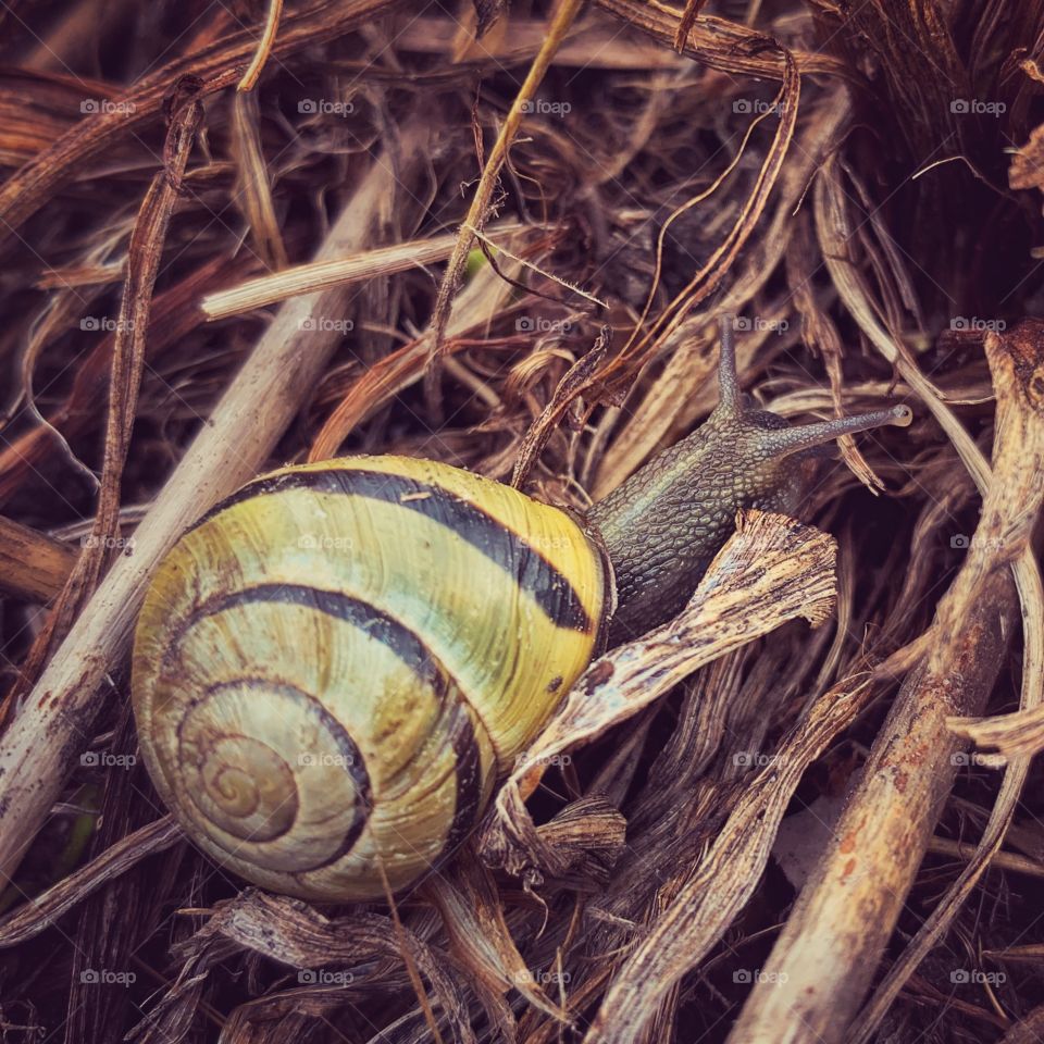 Small snail on dry branches 