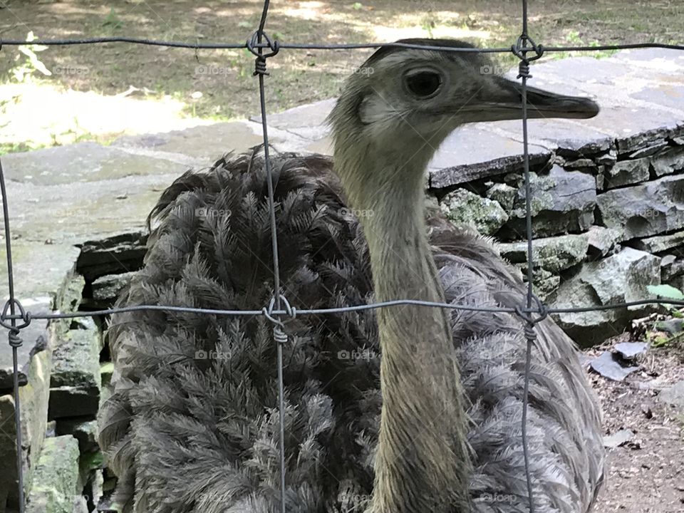 Zoo Emu