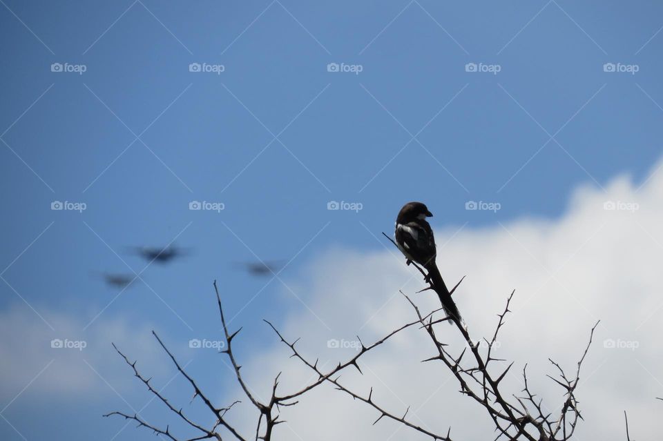 Bird sitting on a branch with airplanes in the background