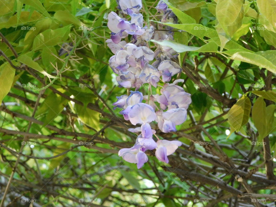 Lilac flower 