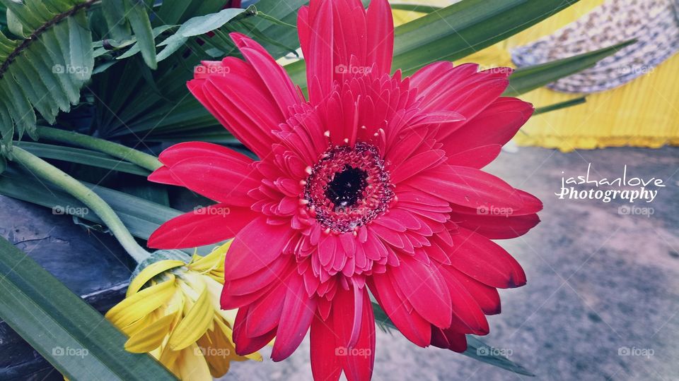 Nature, Flora, Flower, Summer, No Person