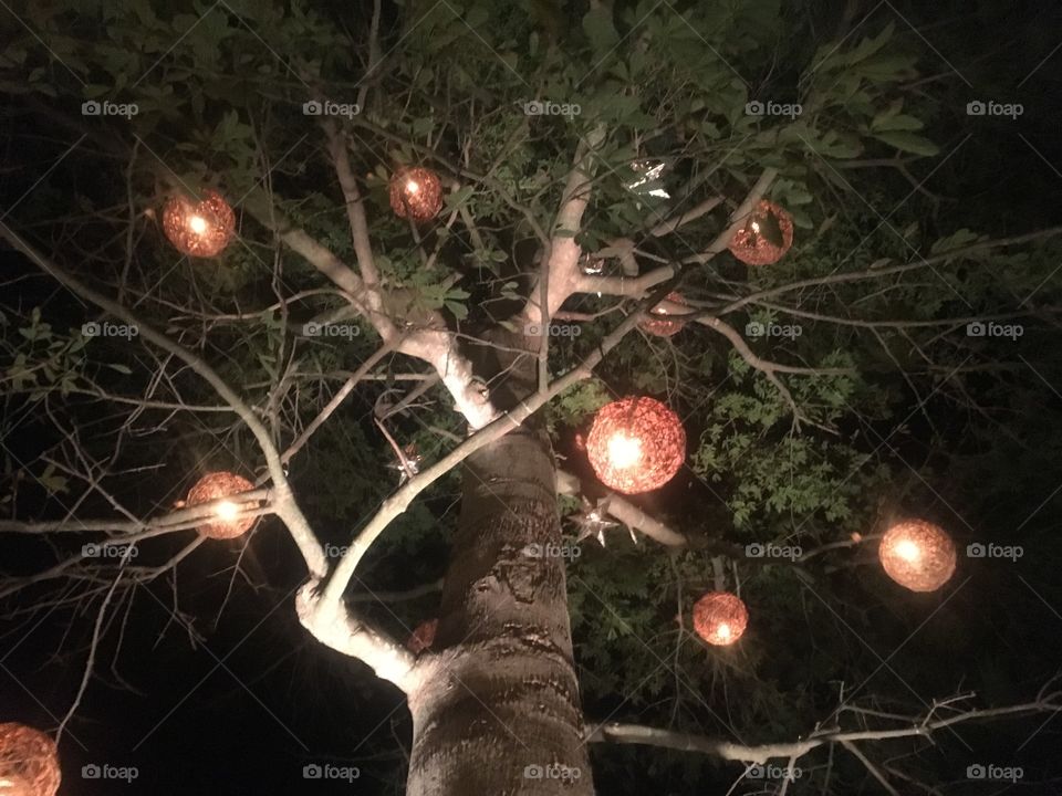 Lights in tree