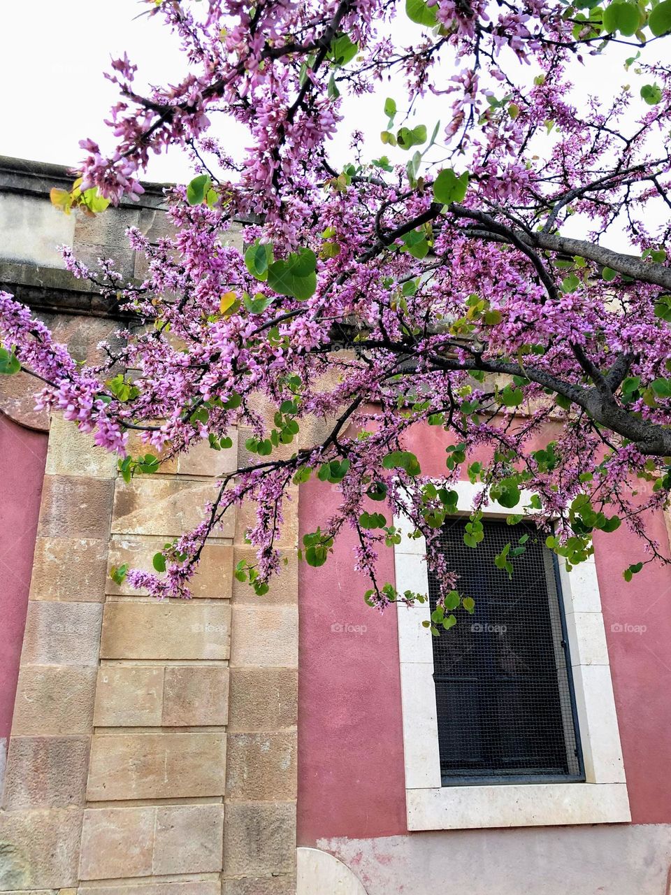 Beautiful view to the blooming Judas tree branches with low building on the background 