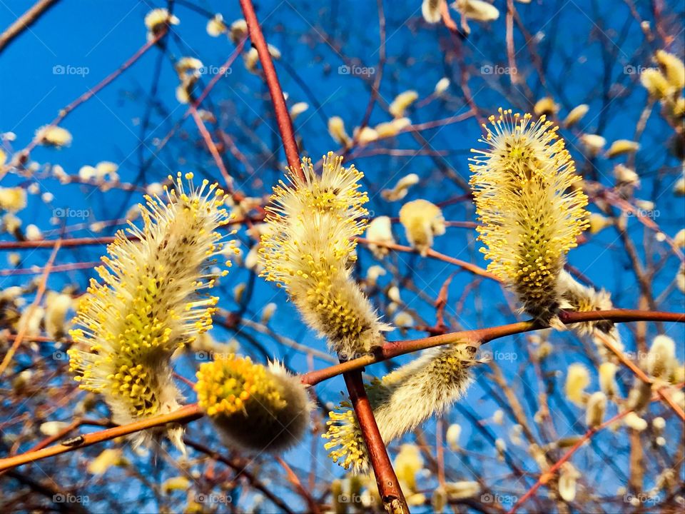 Spring tree 