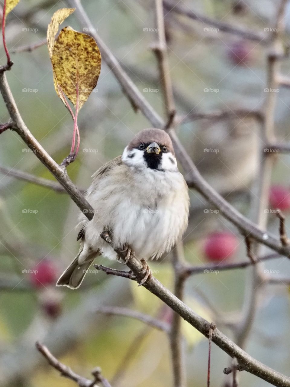 Hi, my little friend