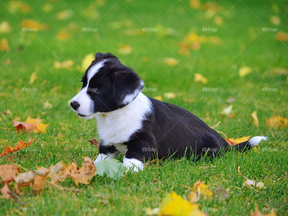 Cute little puppy sitting in the grass