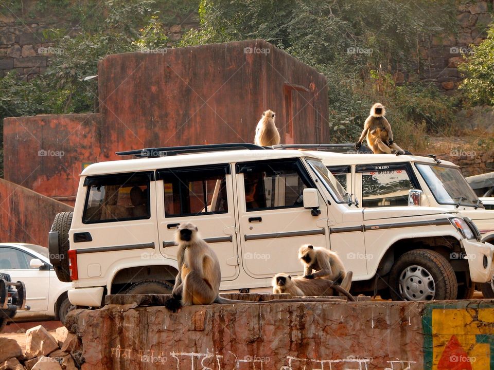 Monkeys in the parking lot. Monkeys in the parking lot, India