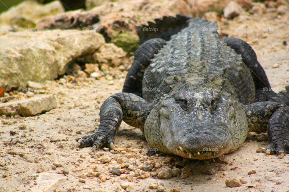 Close-up of alligator