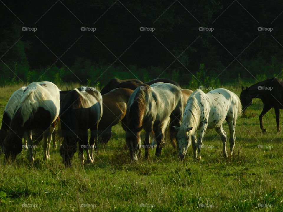 roaming horses in field eating grass