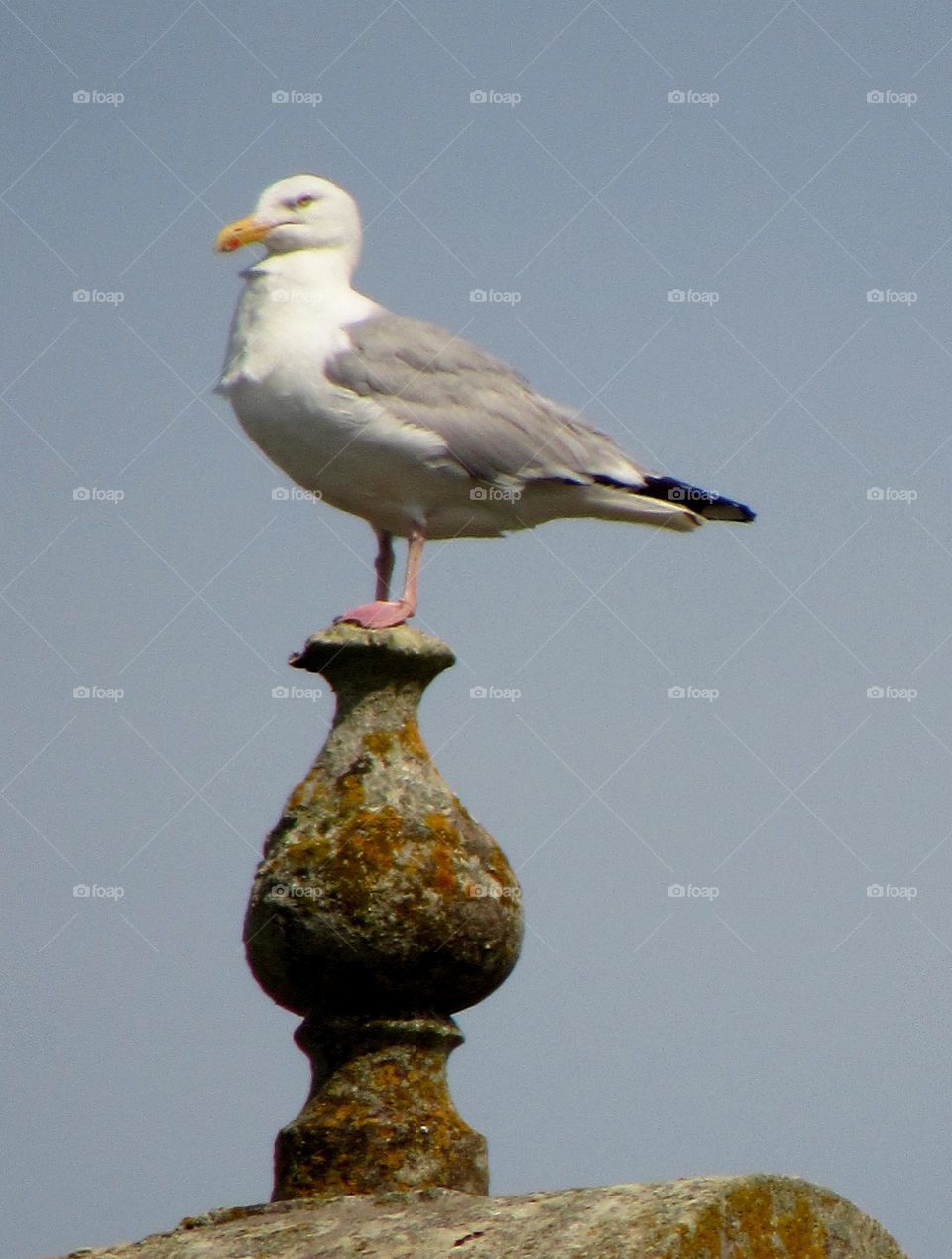 seagull