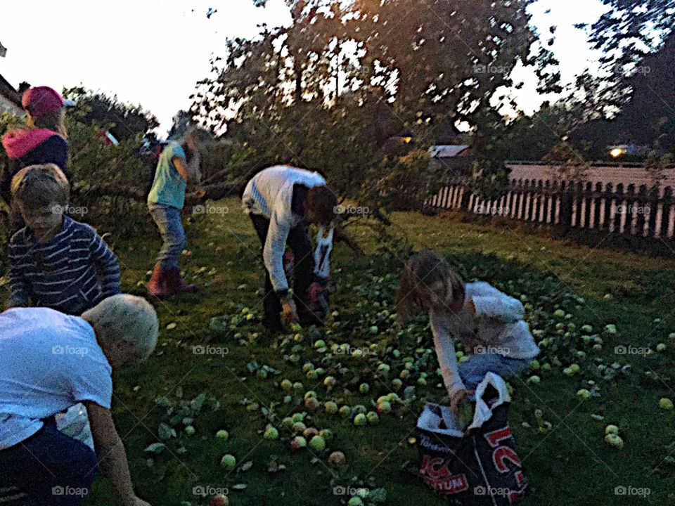 Picking apples!