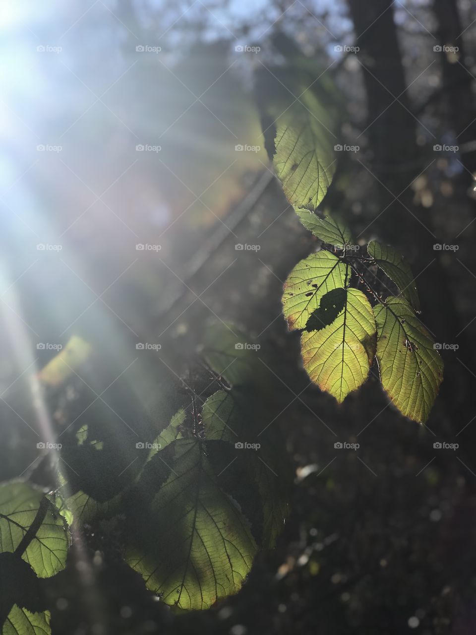 Leaves and sun rays