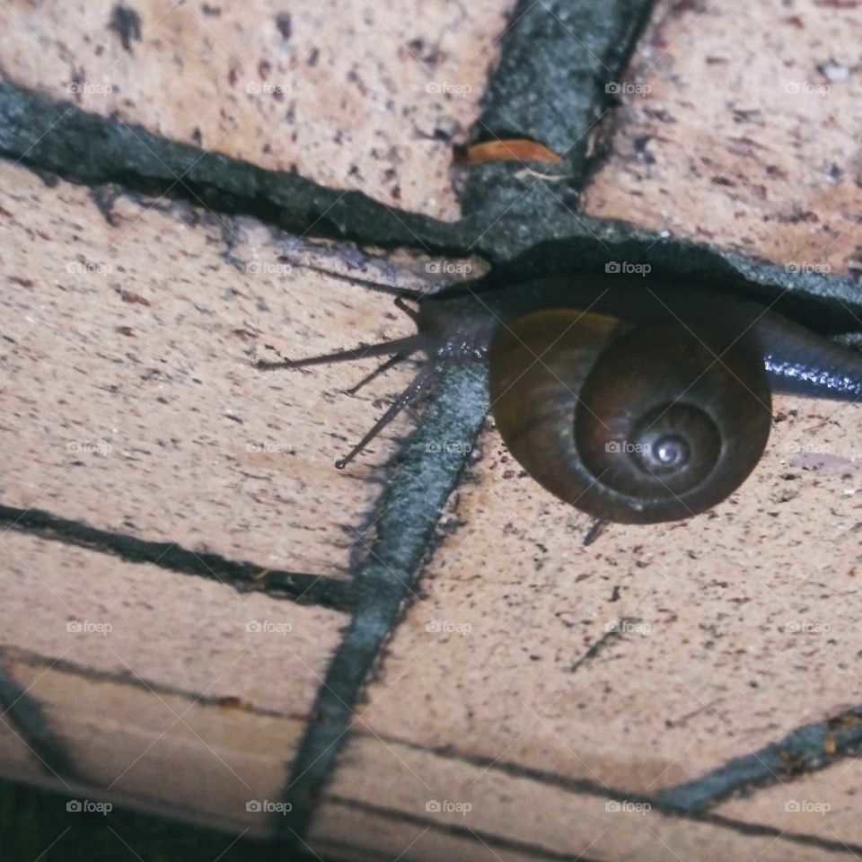 snail