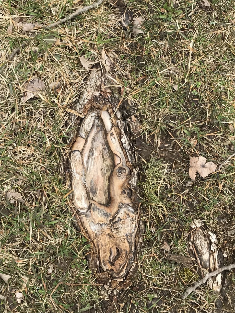 Naked root