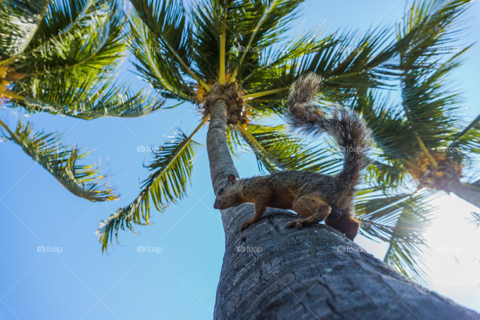 Squirrel climbed on a palm tree on a Caribbean beach