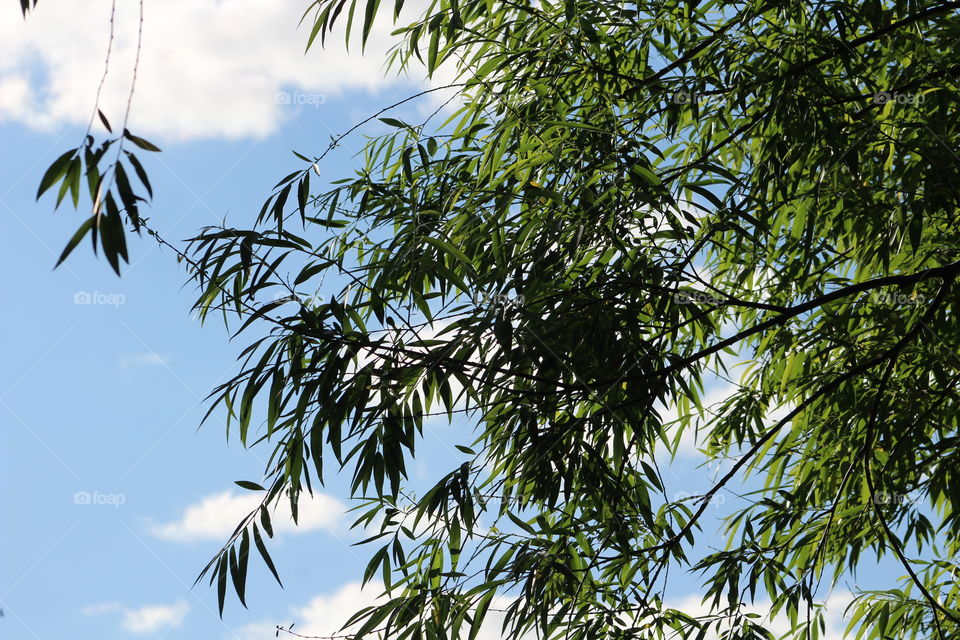 Spring willow oak leaves against pale blue sky with clouds 