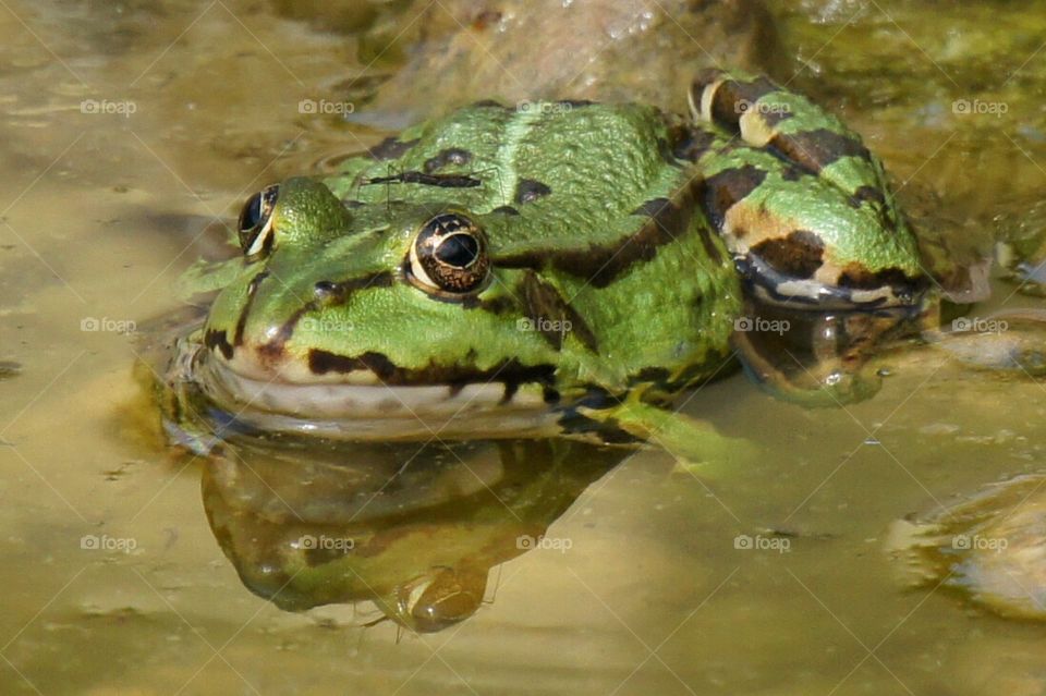 Frog reflection 