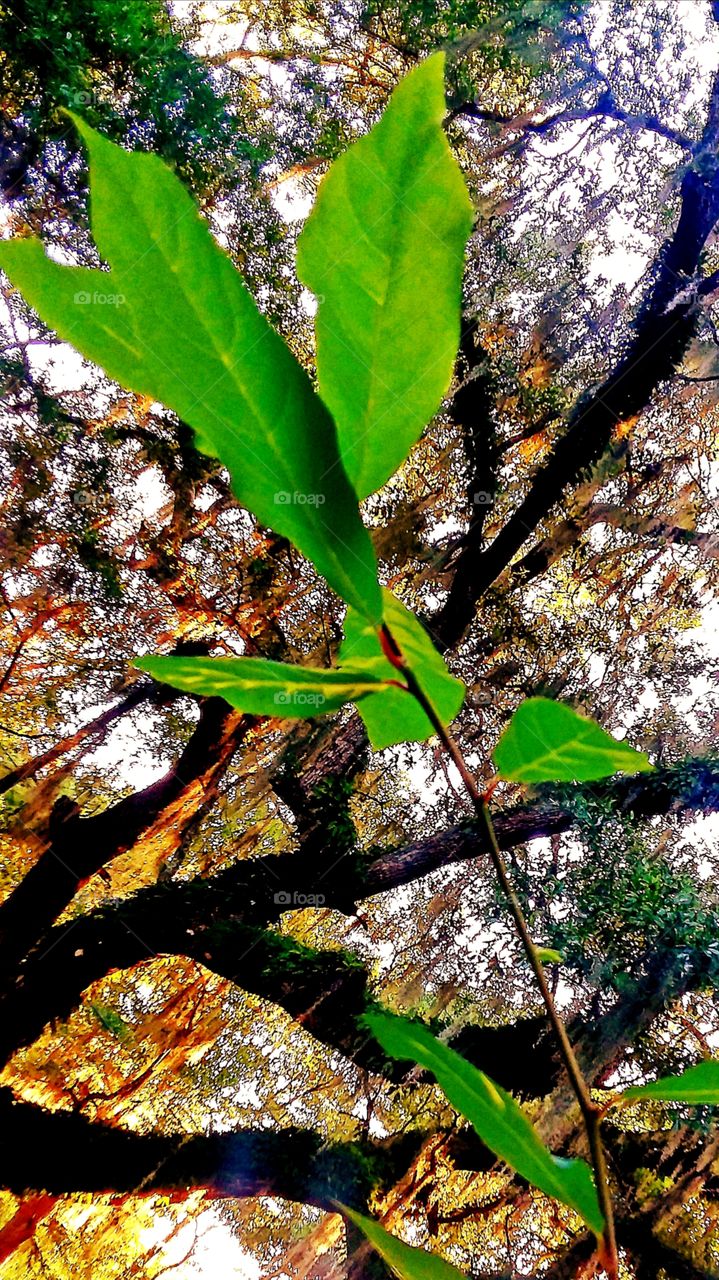 tree branch leaves